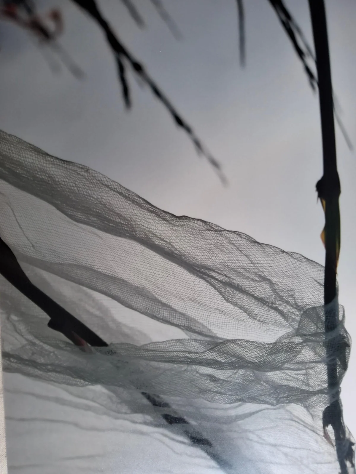 Una gasa translúcida desplegada al viento entre ramas, con la luz del cielo detrás.